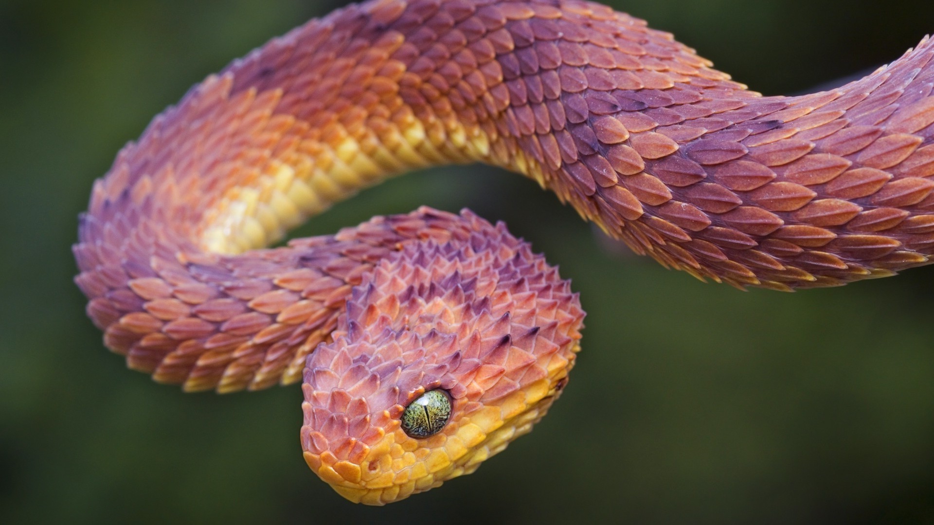 animales serpiente gazoo vida silvestre viper naturaleza boa animal veneno exótico veneno pitón biología árbol cobra zoología color salvaje