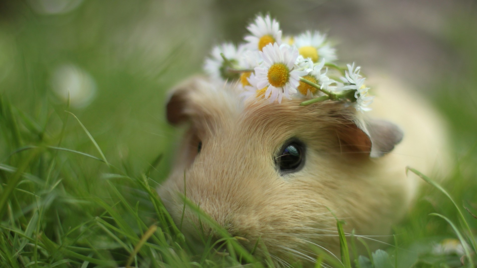 conigli erba natura piccolo carino all aperto animale estate fieno