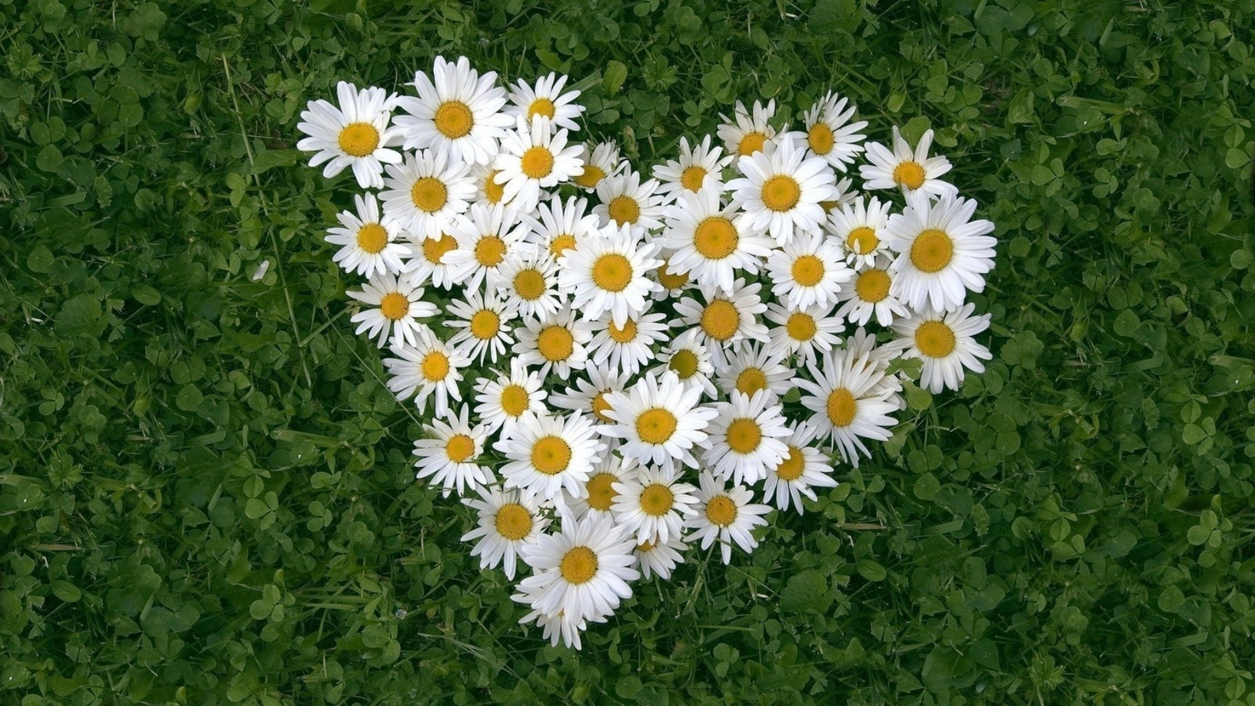 marguerites flore fleur été nature jardin herbe feuille couleur foin floral lumineux bureau champ saison croissance environnement bluming pelouse belle