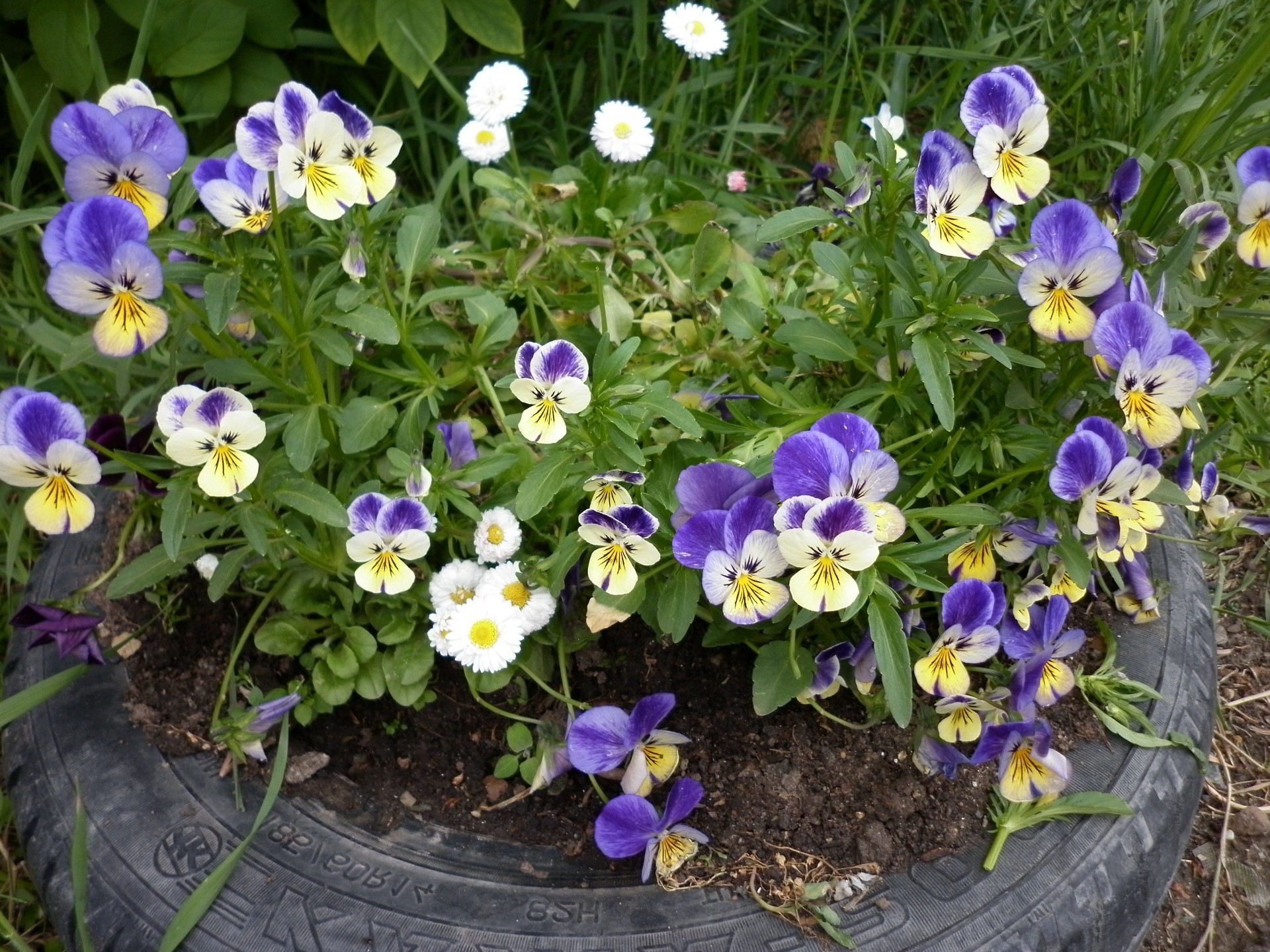 flores flor flora naturaleza jardín hoja violeta floración floral verano crecimiento pétalo viola pensamientos color estación hierba brillante al aire libre botánico