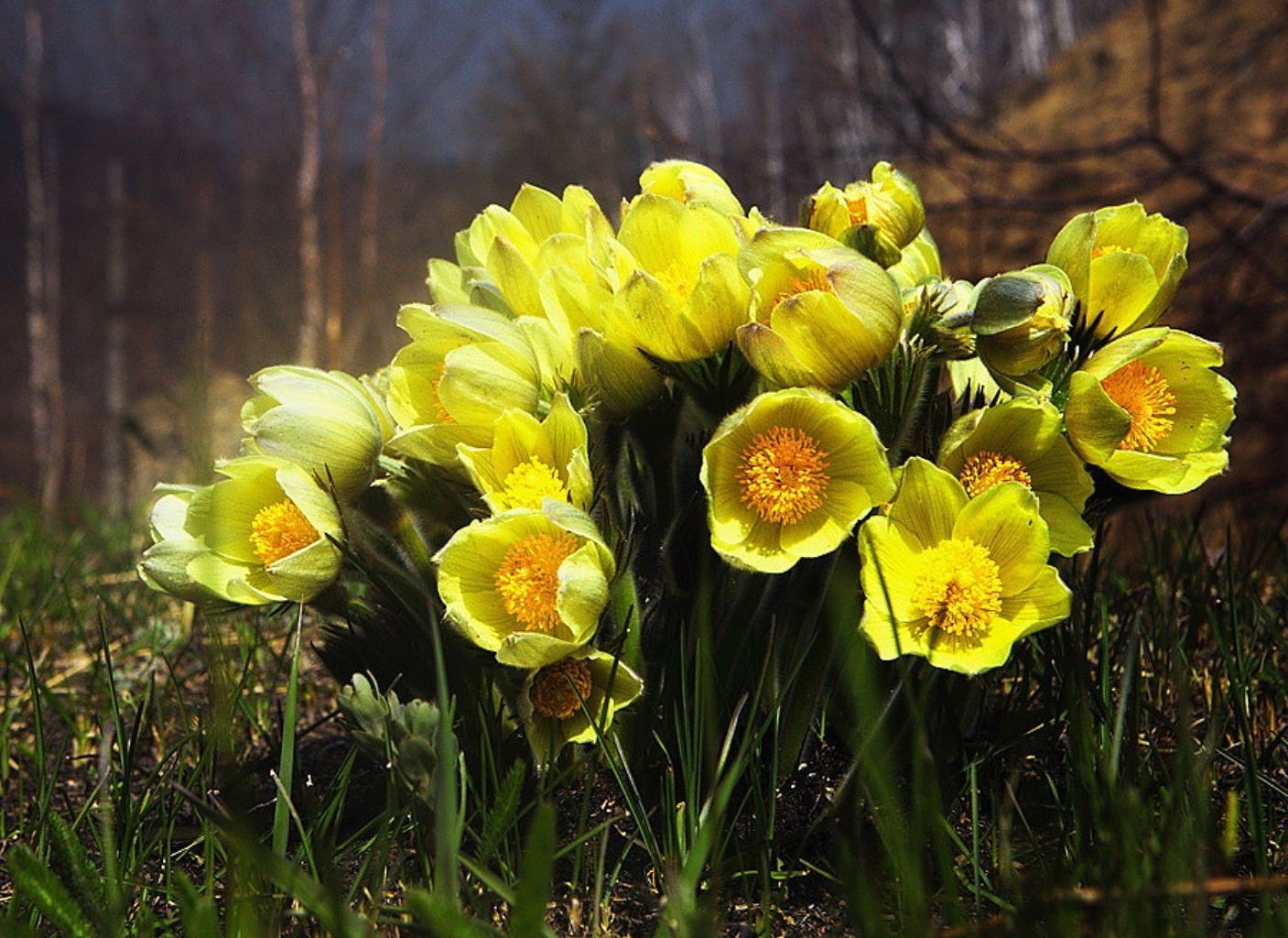 çiçekler doğa çiçek yaprak flora renk sezon parlak bahçe park çiçek çiçeklenme yaz petal lale alan açık havada güzel parlak