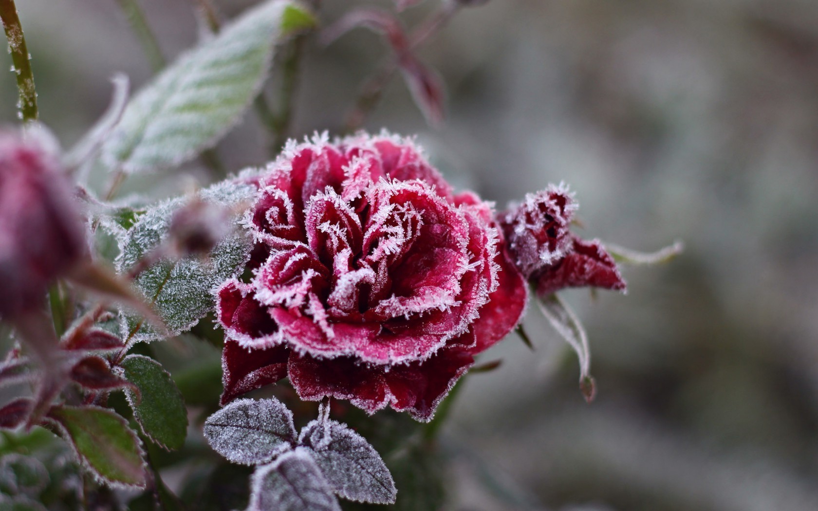 kwiaty natura kwiat flora liść zbliżenie ogród róża kolor krzew na zewnątrz sezon drzewo bluming kwiatowy mróz oddział piękne zimowe dekoracje