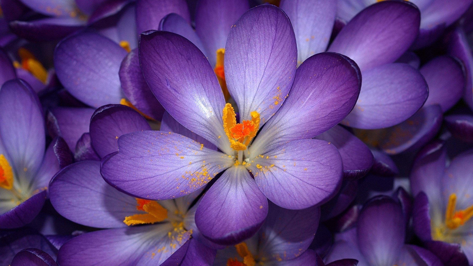 closeup nature flower flora garden leaf