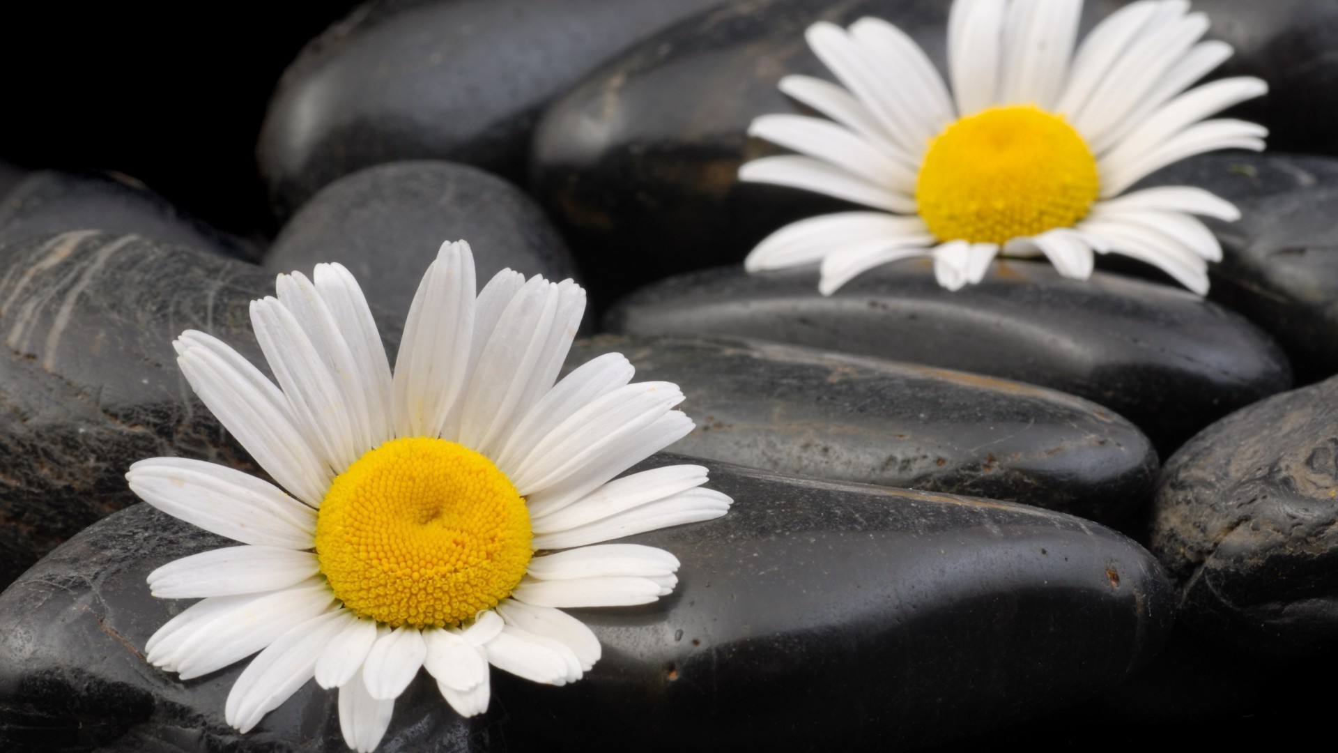 chamomile nature flower close-up flora desktop summer