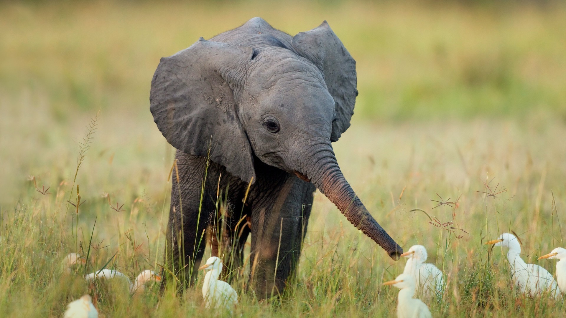 éléphants faune animal mammifère safari éléphant herbe nature sauvage savane