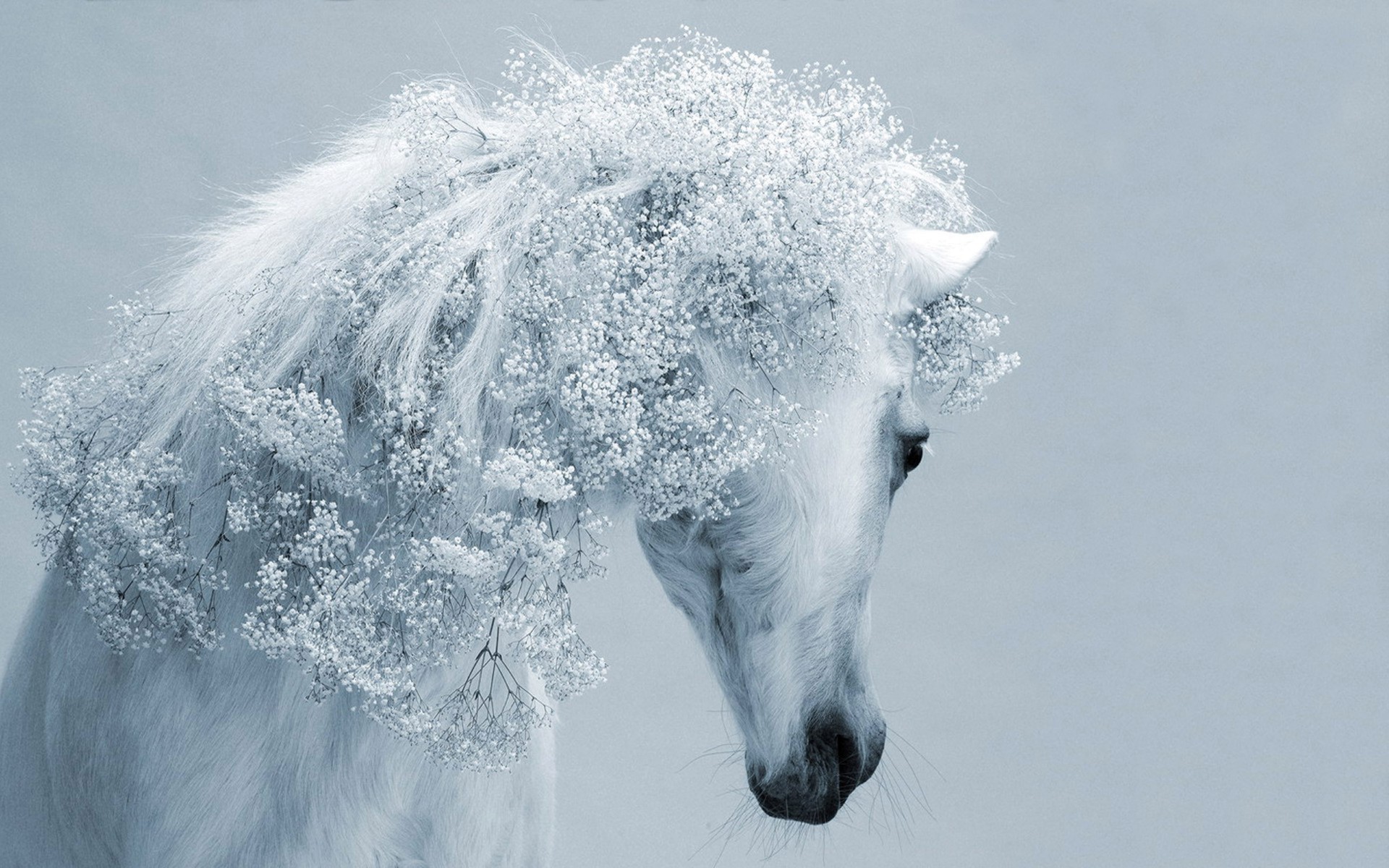 caballos nieve invierno frío hielo escarcha congelado naturaleza helada al aire libre paisaje tiempo