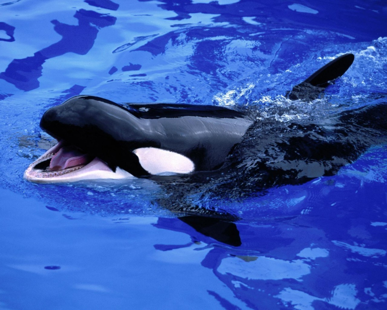 animales soplador submarino ballena natación delfín agua océano mar peces aleta acuático vida silvestre buceo mamífero marino aleta naturaleza