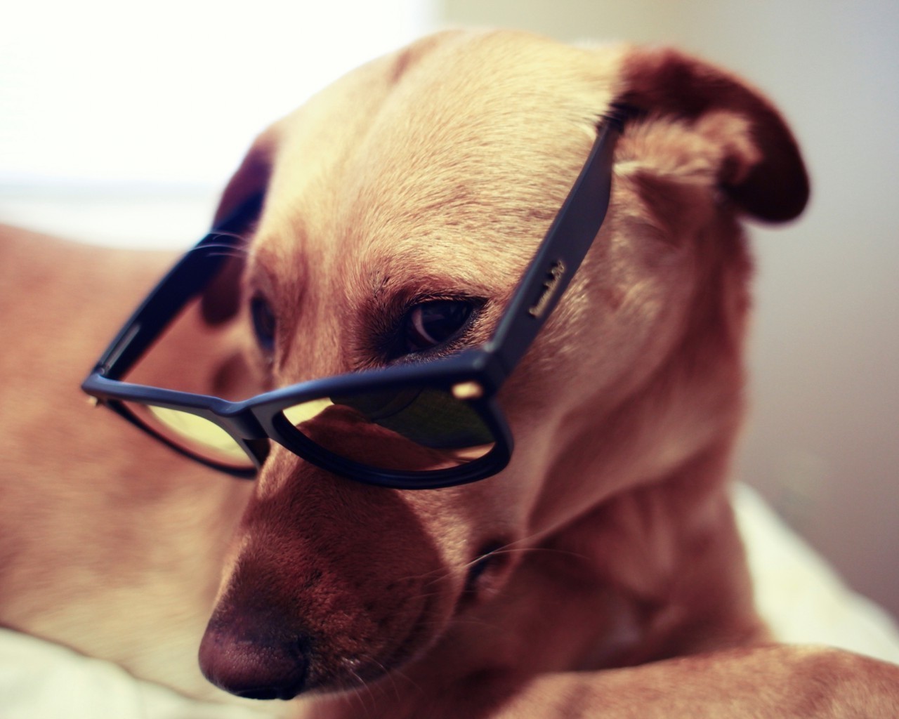 chien portrait chien mignon unique drôlement lunettes de soleil oeil homme adulte visage animal de compagnie à l intérieur la navigation chiot mammifère lunettes cynologue fille humour