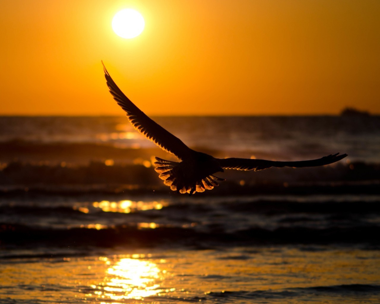 animals sunset sun dawn beach seagulls bird sea dusk evening water ocean sky nature reflection fly flight lake fair weather seascape