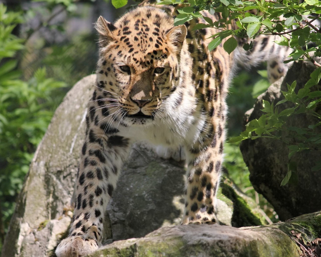 léopards faune chat mammifère léopard prédateur mangeur de viande animal zoo nature sauvage grand fourrure chasseur safari en voie de disparition jungle portrait espèce en voie de disparition panthère danger