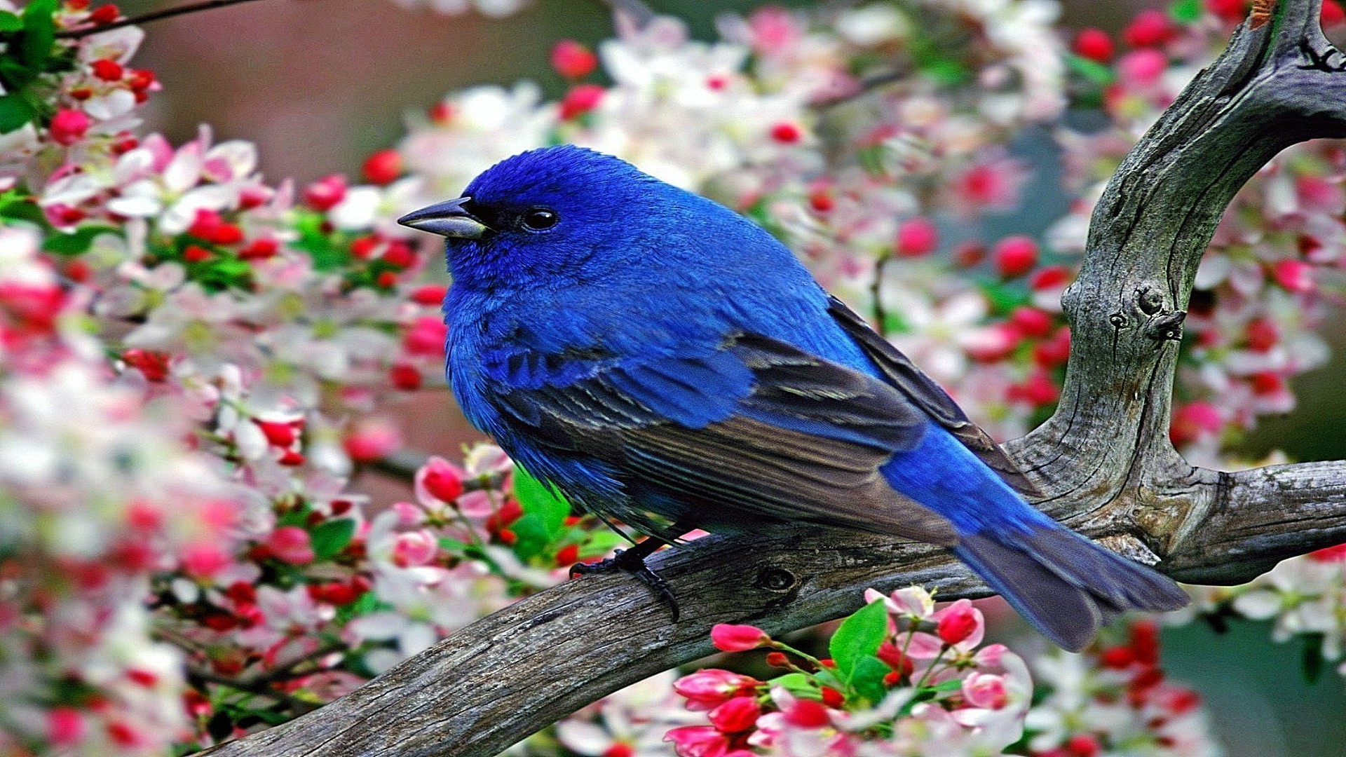 animales flor jardín naturaleza pájaro árbol color al aire libre parque hoja