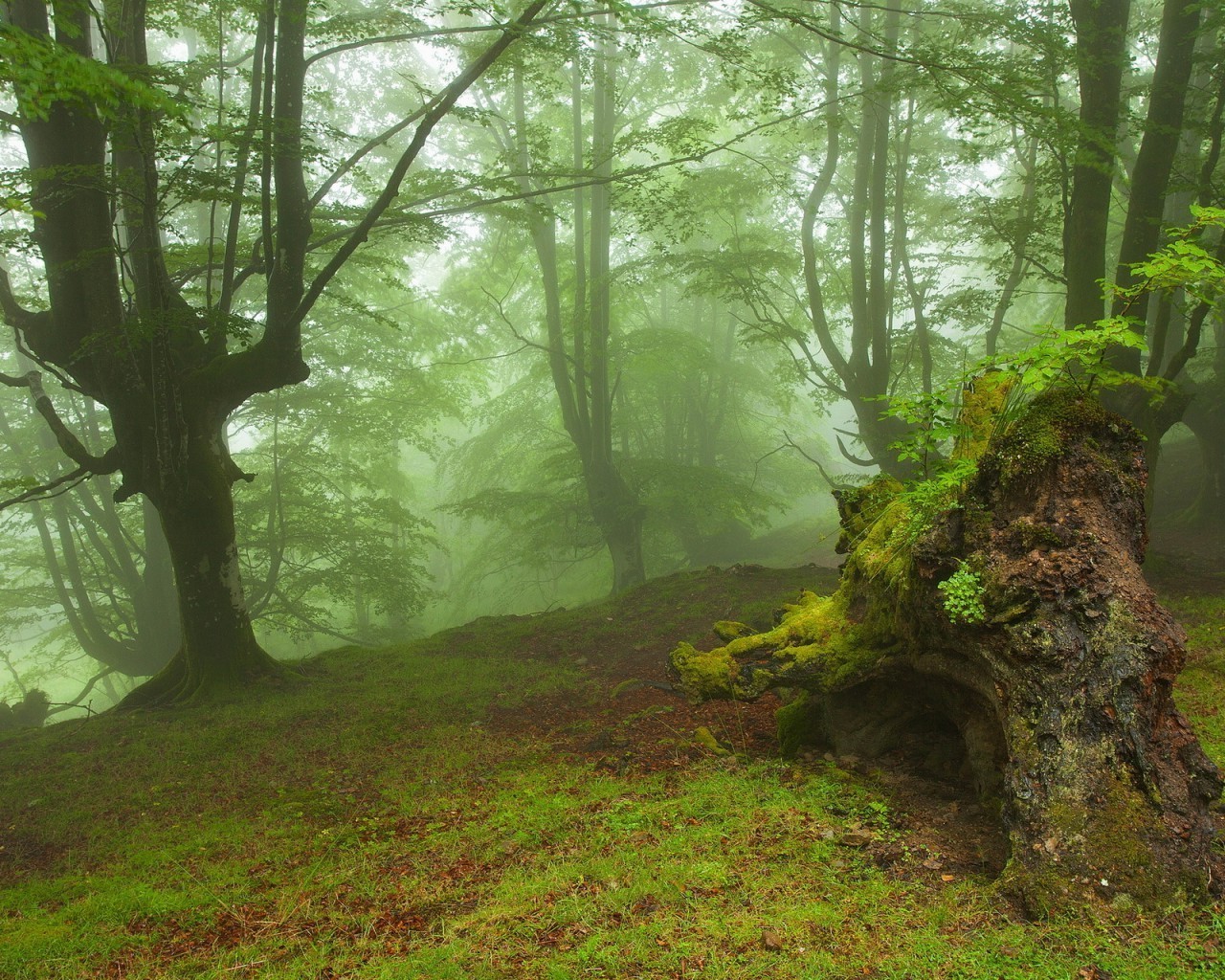 estate legno paesaggio parco muschio albero foglia ambiente natura autunno lussureggiante faggio luce nebbia acqua scenic guida fern flora luce del giorno