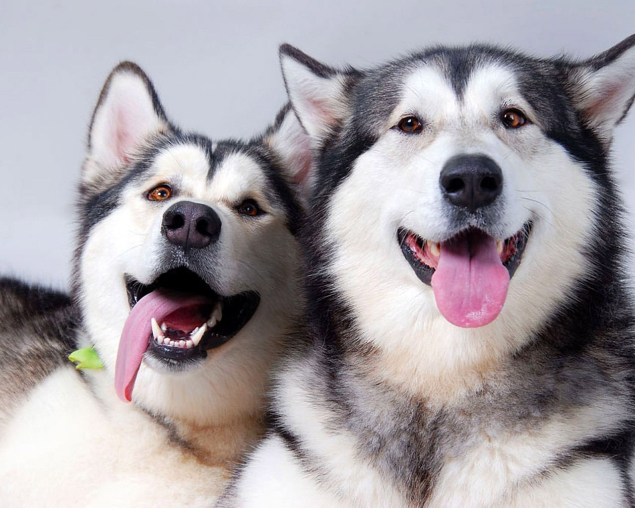 perros perro canino mamífero mascota raza pedigrí perro esquimal trineo lobo lengua cachorro pedigrí siberiano retrato lindo doméstico animal obediencia amistad piel