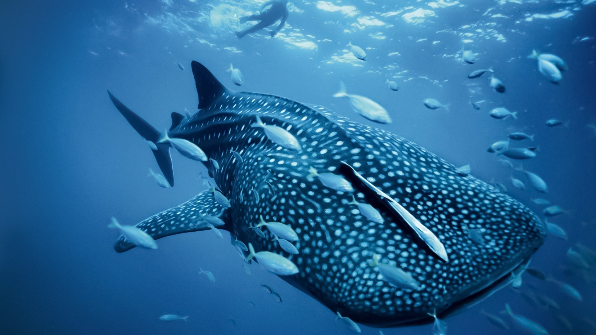 animaux sous-marin poissons natation requin eau plongée corail sous-marin océan mer récif faune snorkeling tropical