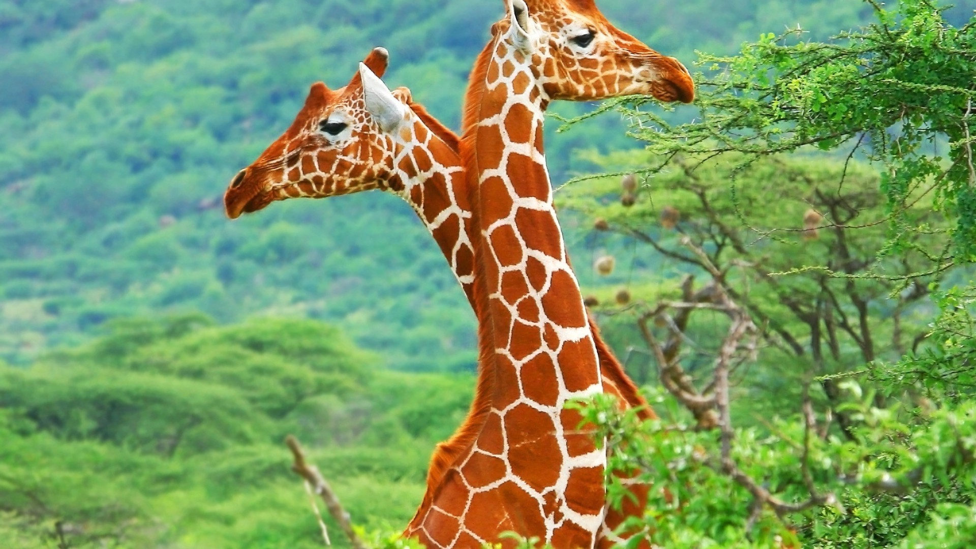 giraffen natur giraffe tierwelt wild tier lange park safari hals im freien gras