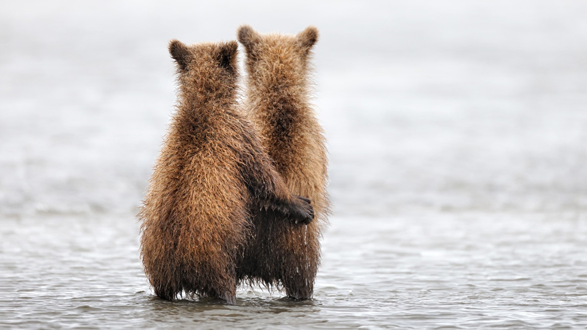 bears water mammal wildlife outdoors nature fur