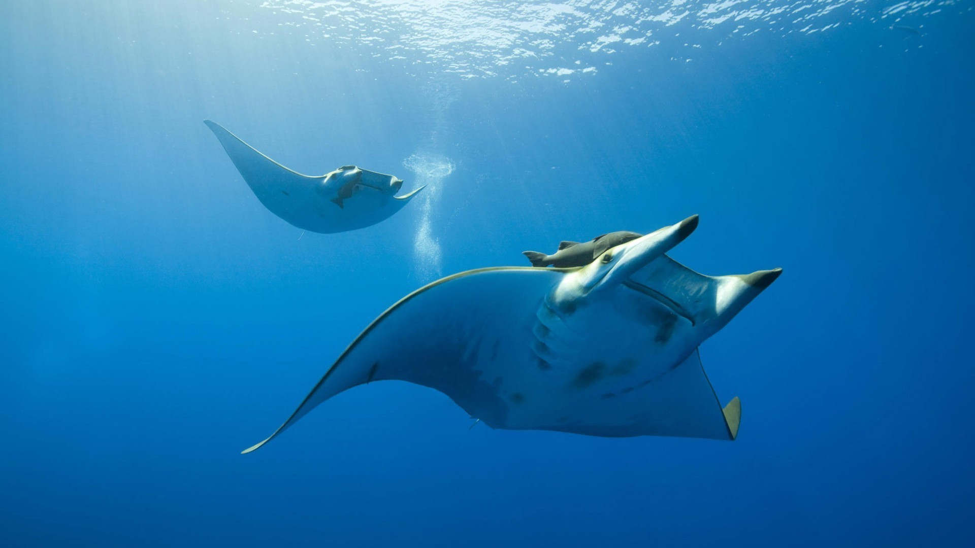 animais debaixo d água peixes água mergulho natação shark oceano vida selvagem mar