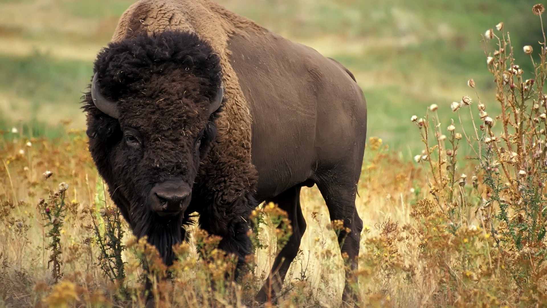 animali mammifero animale erba bestiame fauna selvatica natura all aperto toro pascolo bisonte animali vivi mucca