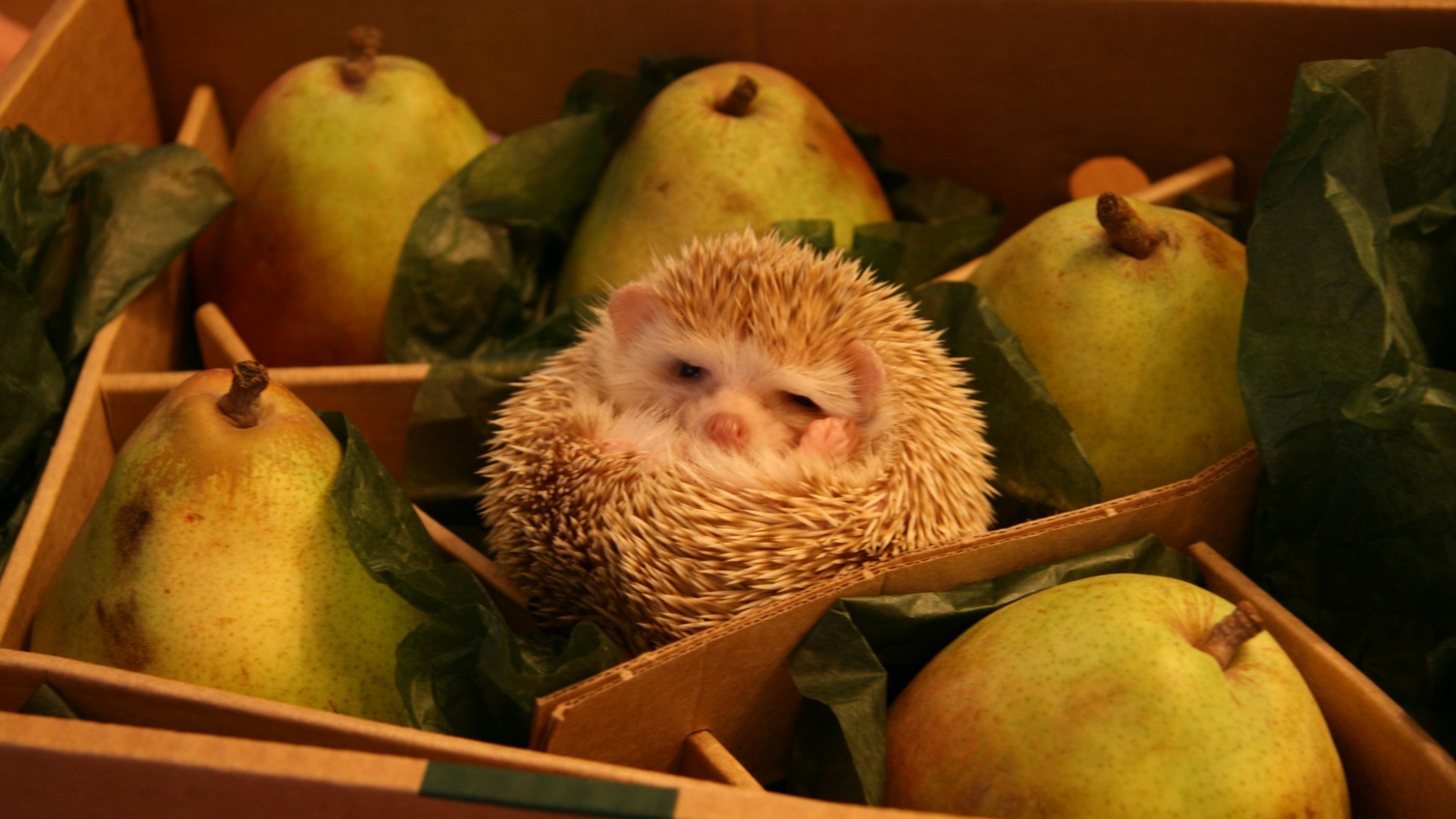 животные расти еда фрукты яблоко натюрморт один в помещении рынок