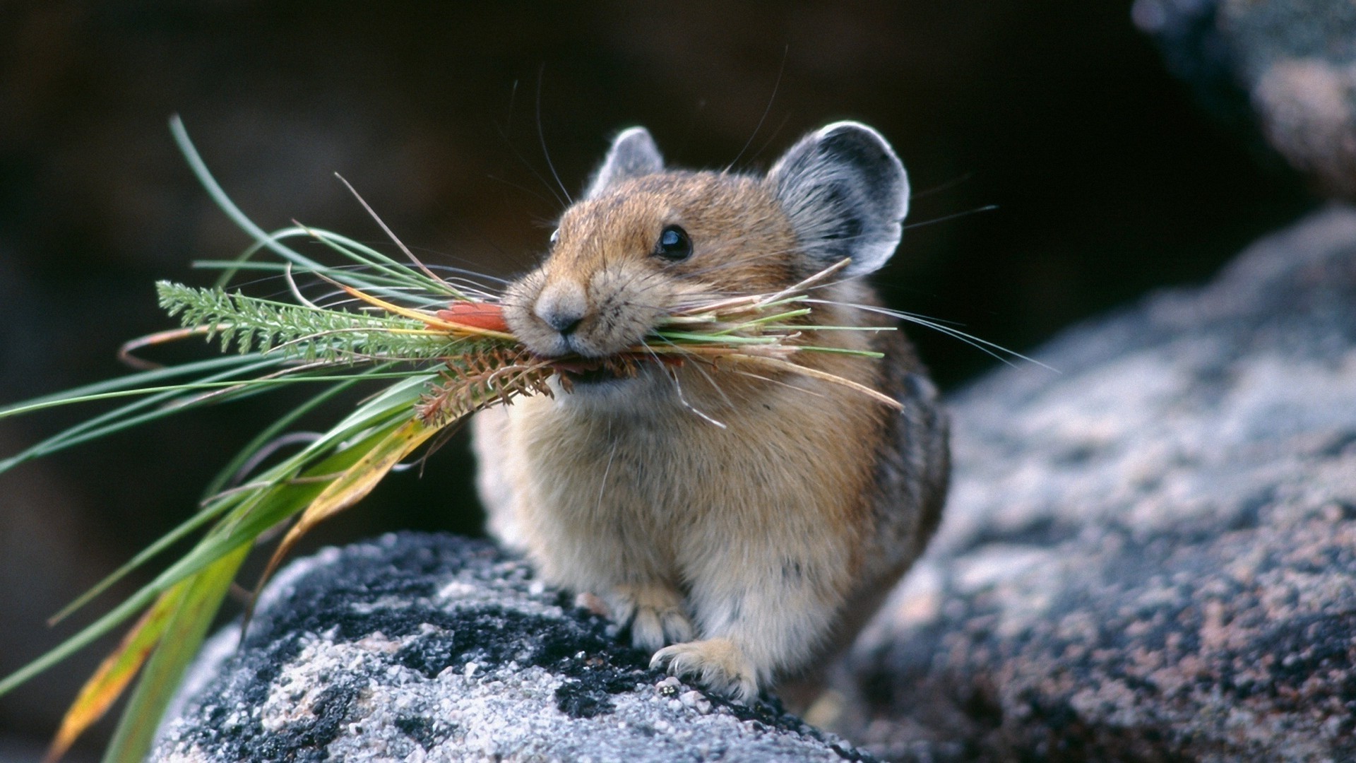 animaux nature rongeur la faune animal à l extérieur mammifère petit sauvage mignon