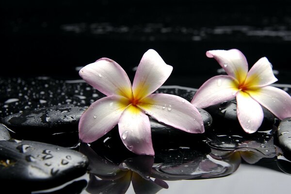 A picture of two delicate fresh flowers on a wet surface