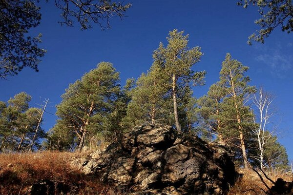 Landschaft der Natur aus Waldbäumen