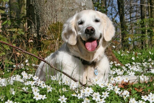 Labrador bonito branco na floresta