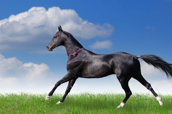 Caballo negro corriendo por el campo