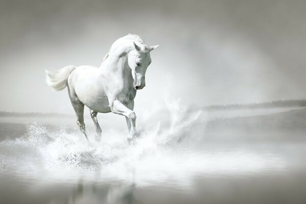 حصان أبيض يركض في الضباب
