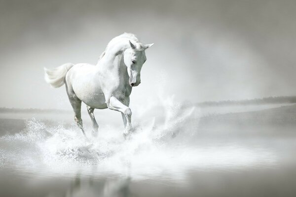 Caballo blanco cabalga en la niebla