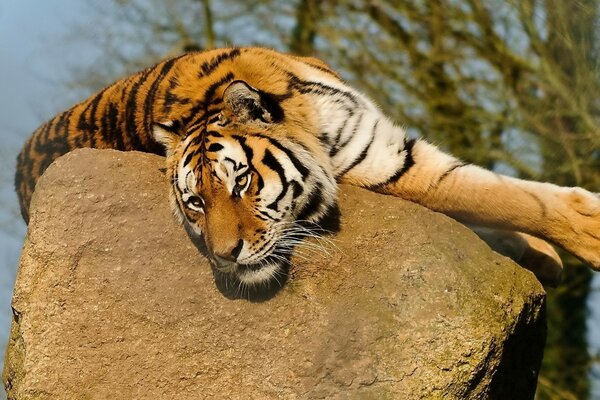 Un gros chat. Tigre couché sur la pierre