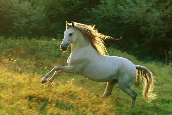 A proud horse gallops through the clearing