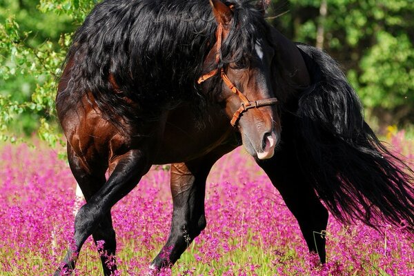 Dancing horse, summer waltz on a blooming meadow