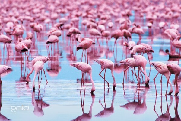 Flamencos rosados al aire libre