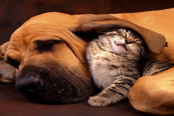 Animals dog and kitten friendship friends sleep