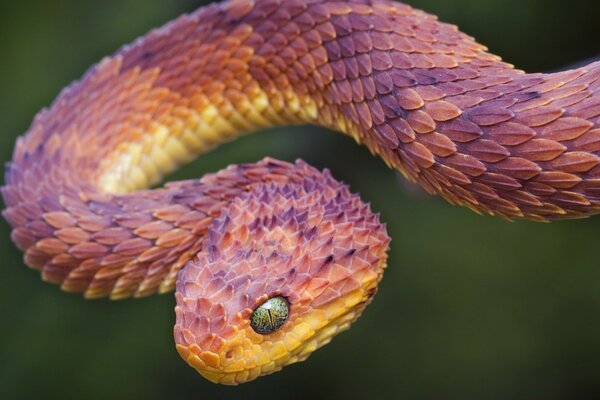 Wildlife animals. Viper Snake Photo