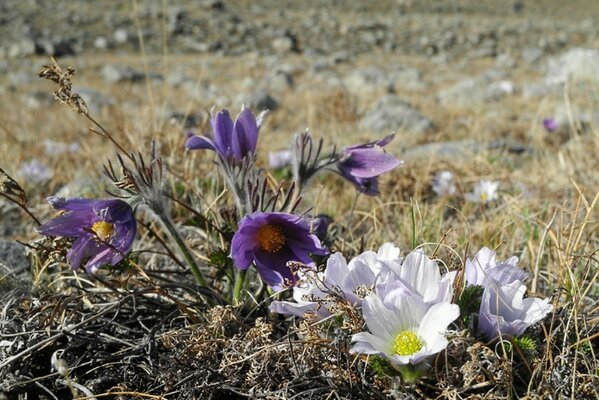 Weiße und violette Blüten auf grauem Feldhintergrund