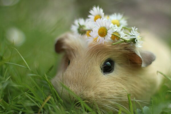 Meerschweinchen mit einem Blumenreifen auf dem Kopf