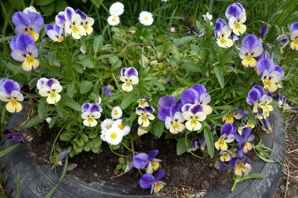 Stiefmütterchen in einem selbstgemachten Blumenbeet