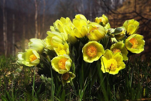 Gelbe Blumen im Frühlingswald