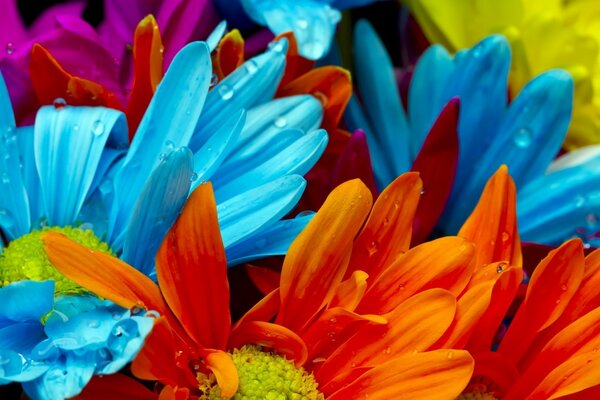 Bright, juicy flowers close-up