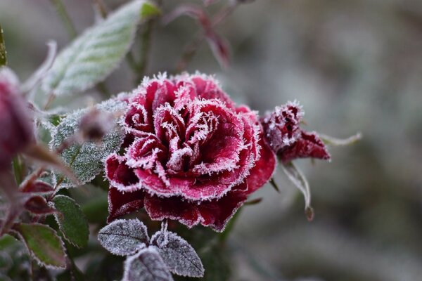 Зимняя роза в сказочном инее