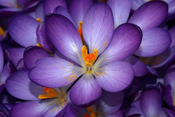 Bellissimo primo piano di fiori viola