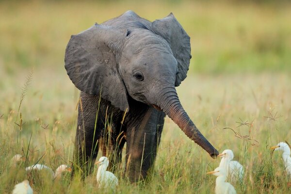 Elefant in der Savanne spielt mit Vögeln