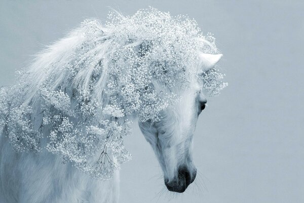 Caballo blanco como hielo frío