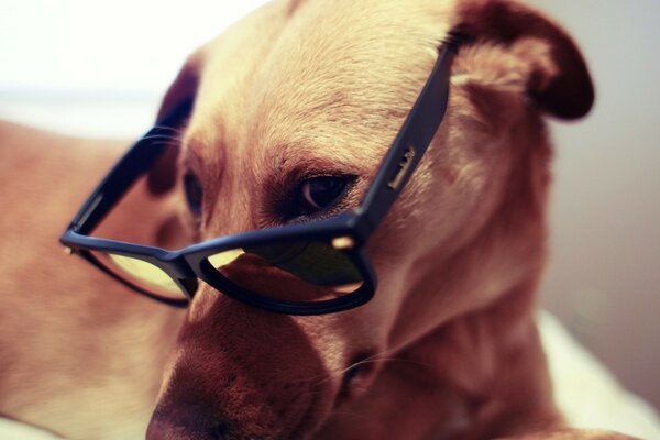 Cool dog with black glasses