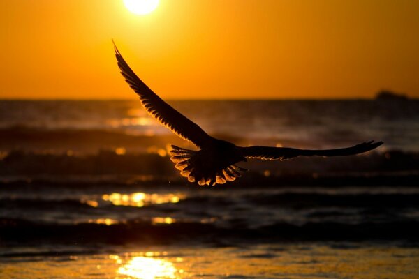 Möwe bei Sonnenuntergang sucht nach Nahrung im Meer