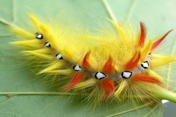 Yellow-orange caterpillar on a leaf