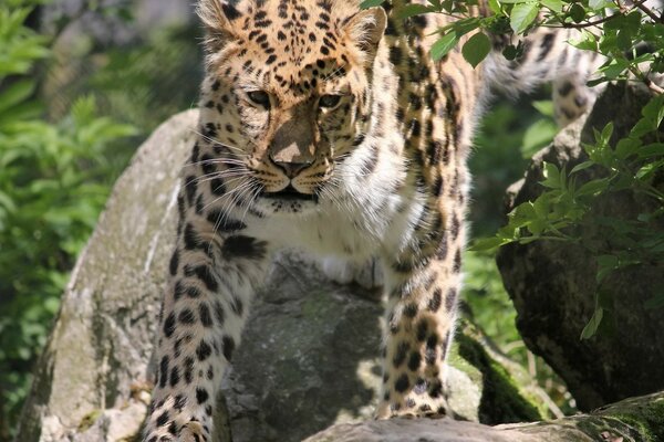 Gepard, die Kunst der Tarnung in freier Wildbahn