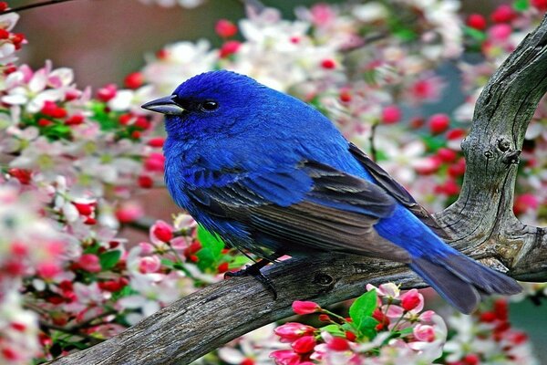 Uccello blu nel giardino giapponese